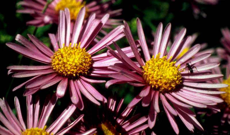 (24902)Aster alpinus